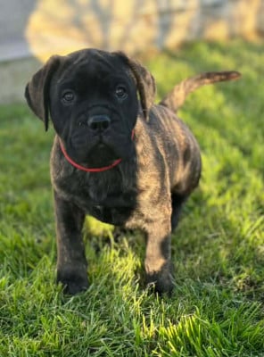 Les chiots de Bullmastiff