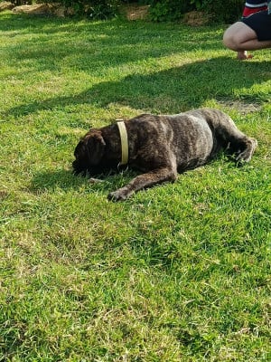 Les chiots de Bullmastiff
