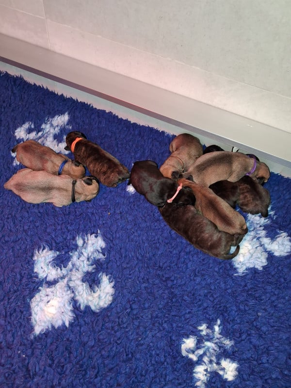 Bullmastiff - Du Domaine De Mc Queen