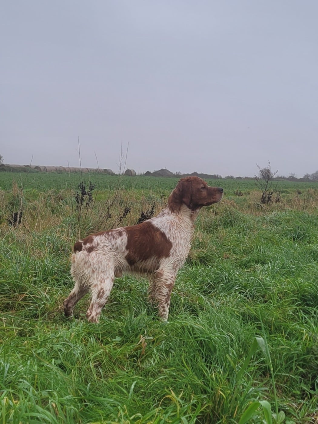 Publication : de la plume picarde Auteur : Alexandre Dominique