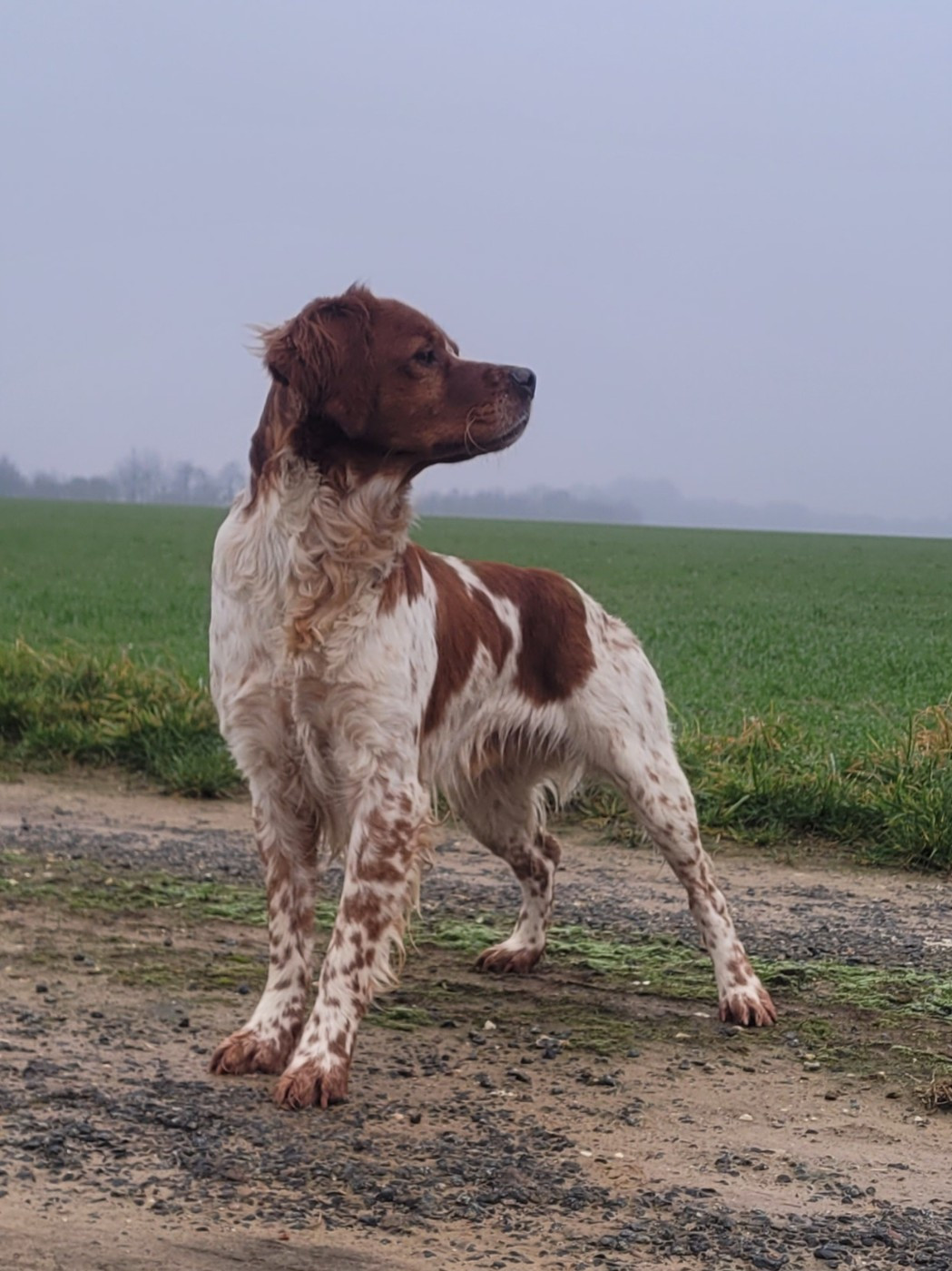 TR. Vix de la plume picarde