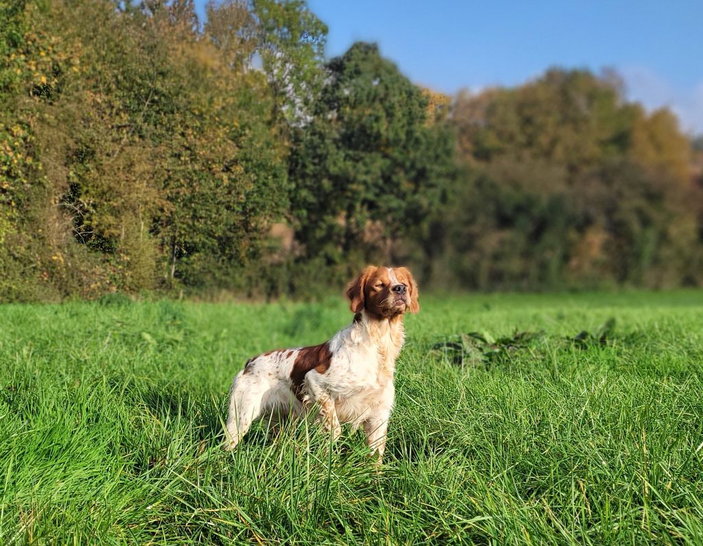 Vix de la plume picarde