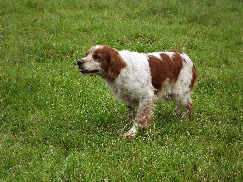 Publication : de la plume picarde