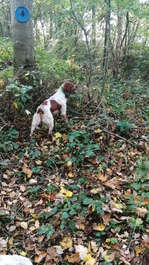 Publication : de la plume picarde Auteur : Alexandre. D