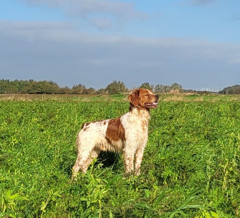 Vix de la plume picarde