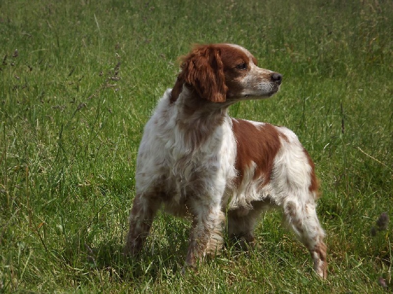 Publication : de la plume picarde