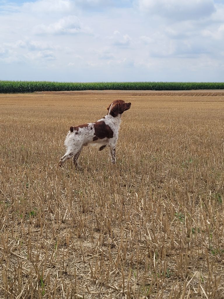 Vix de la plume picarde