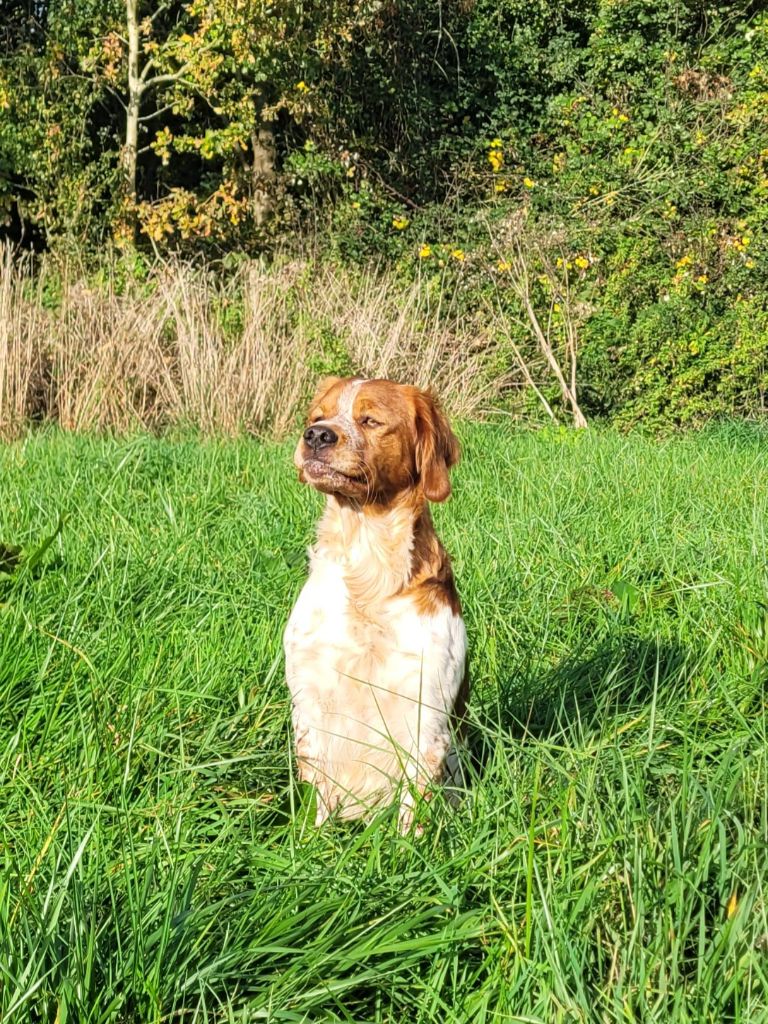 Vix de la plume picarde