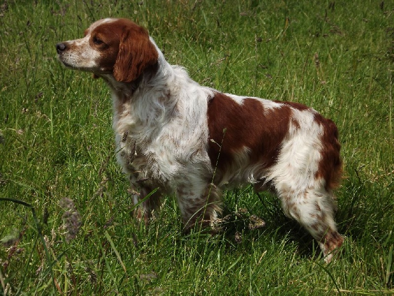 Publication : de la plume picarde