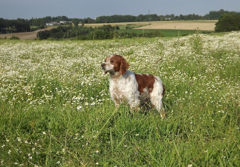 Publication : de la plume picarde