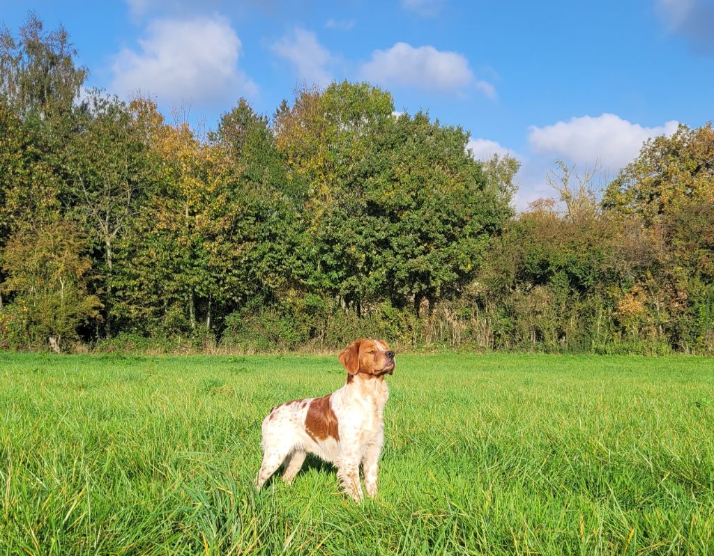 Vix de la plume picarde