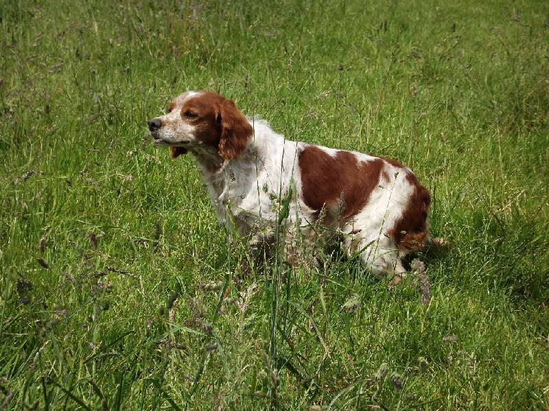 Publication : de la plume picarde