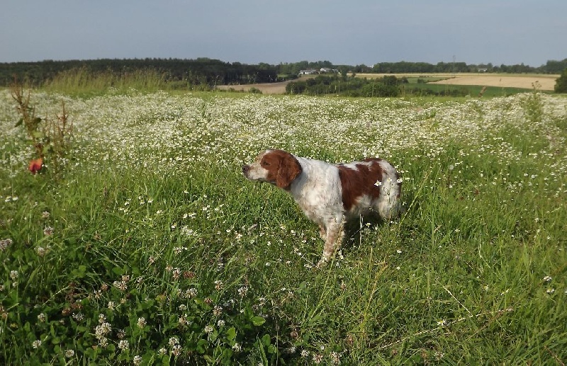 Publication : de la plume picarde