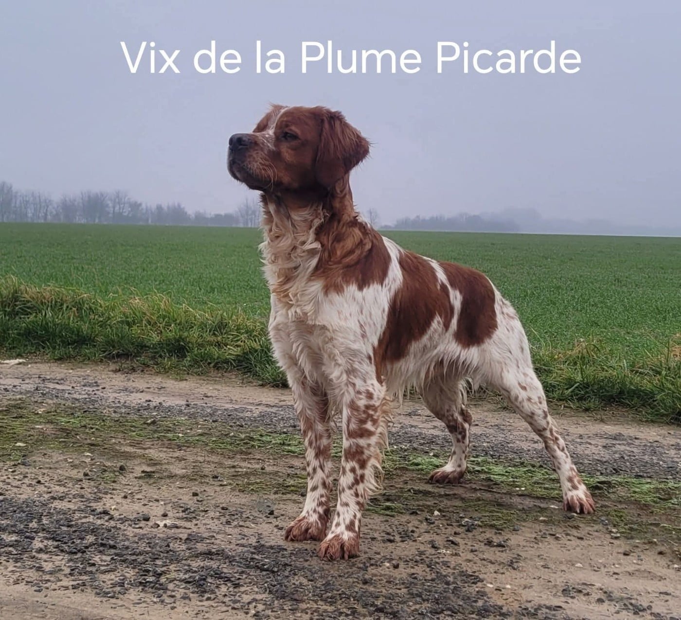 TR. Vix de la plume picarde - CACIT