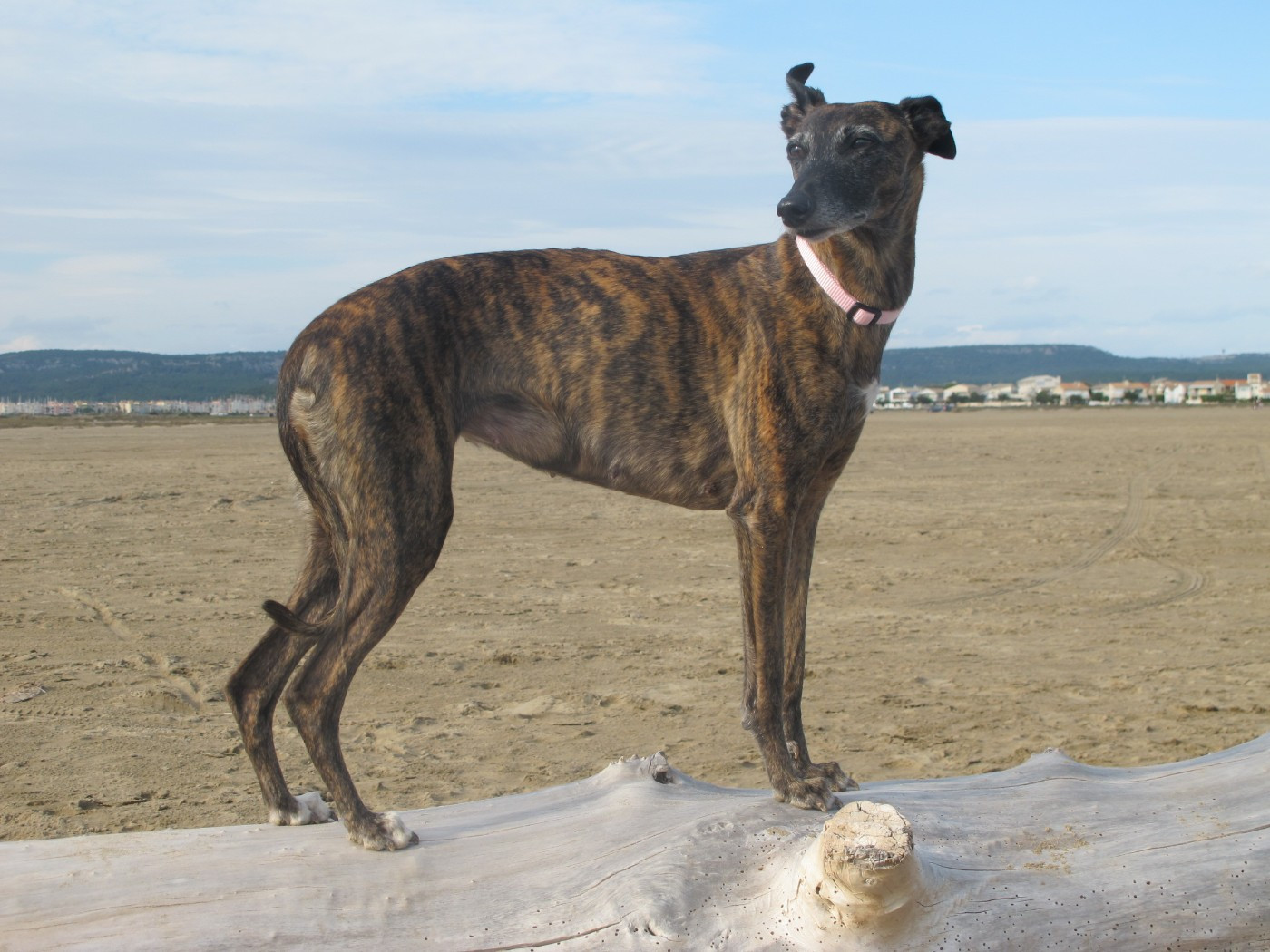 CH. Maïleen quinn of the Moon