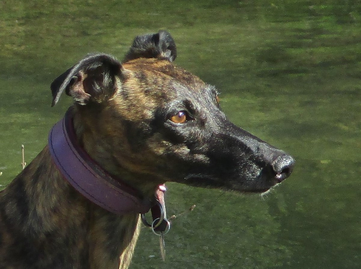 CH. Maïleen quinn of the Moon