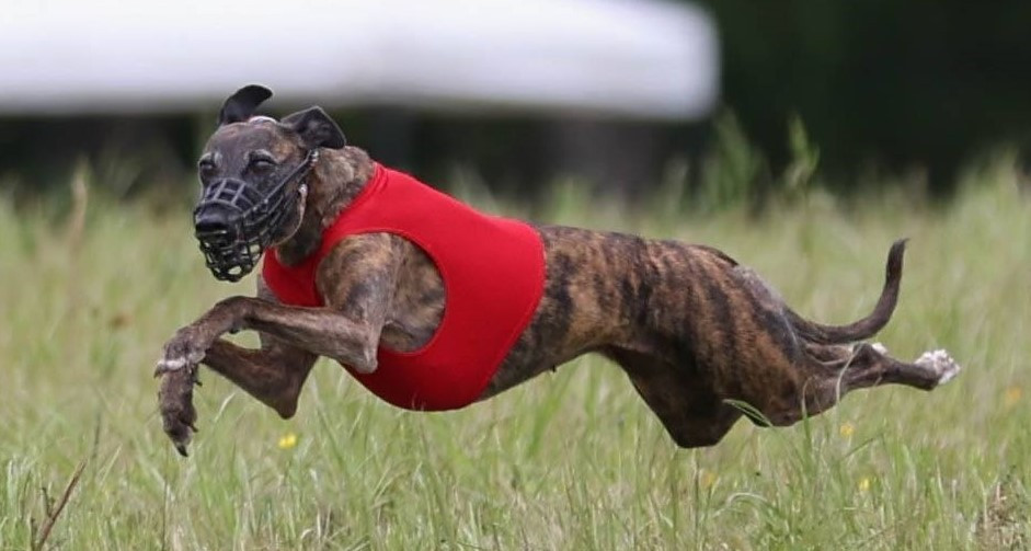 CH. Maïleen quinn of the Moon