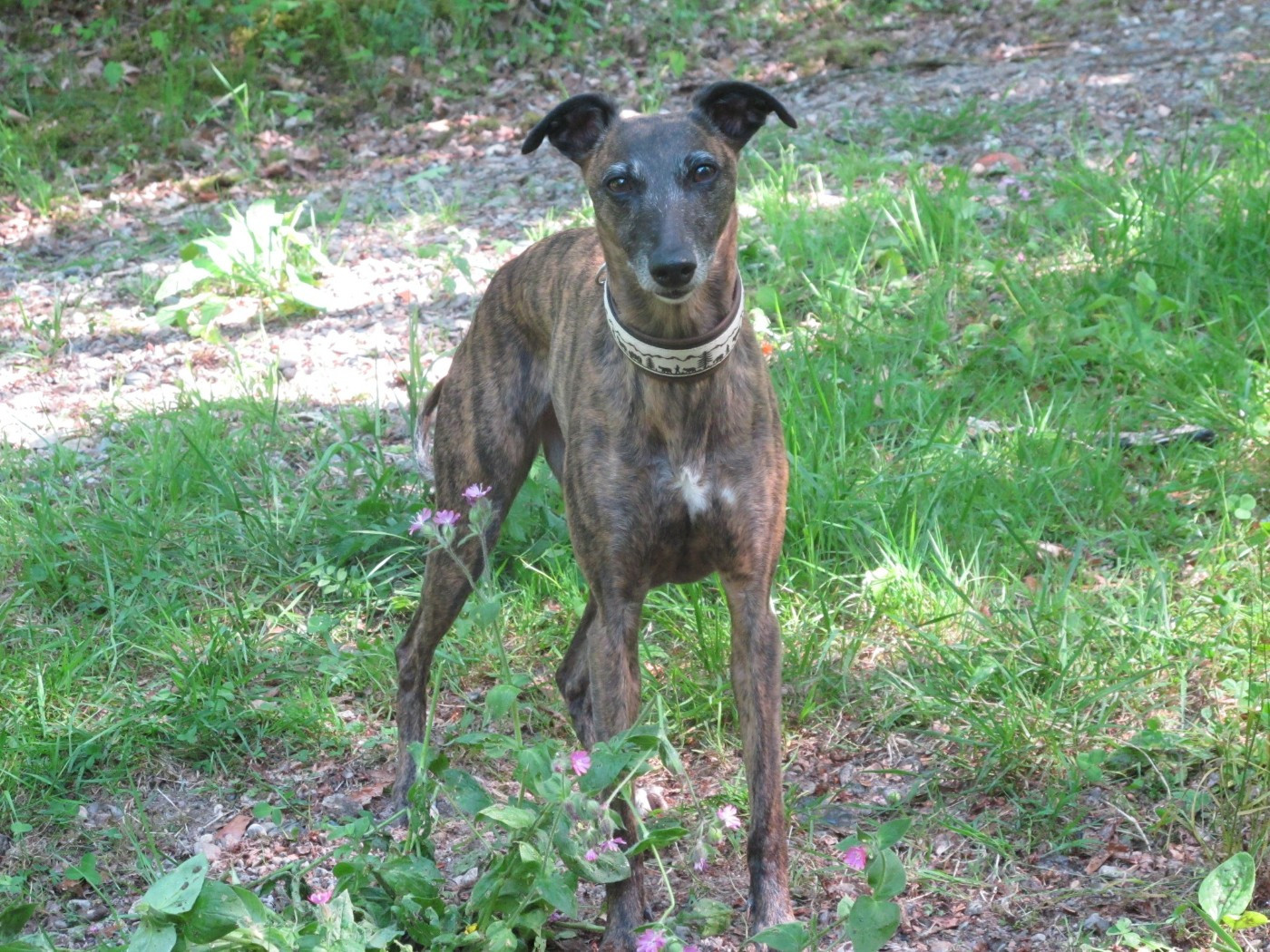CH. Maïleen quinn of the Moon
