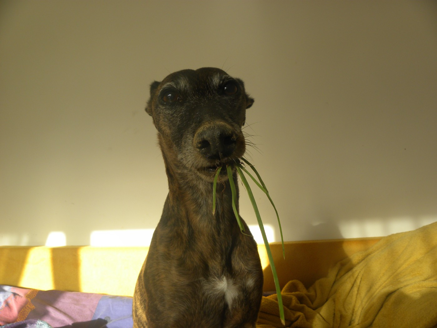 CH. Maïleen quinn of the Moon