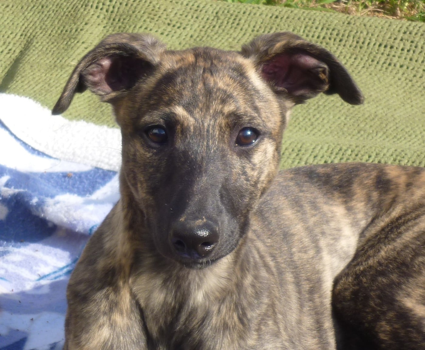 CH. Naïki-lee of the Moon