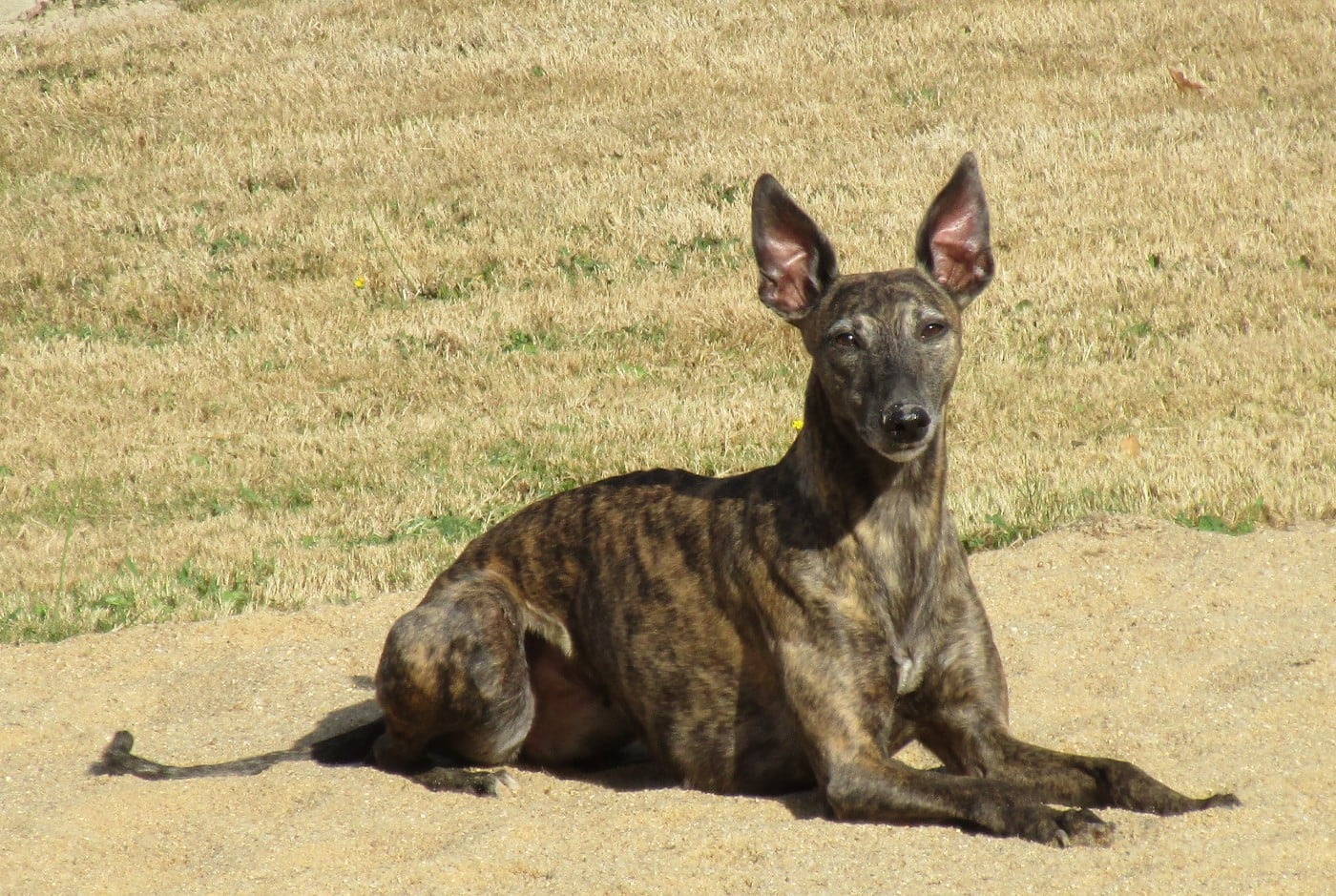 CH. Naïki-lee of the Moon