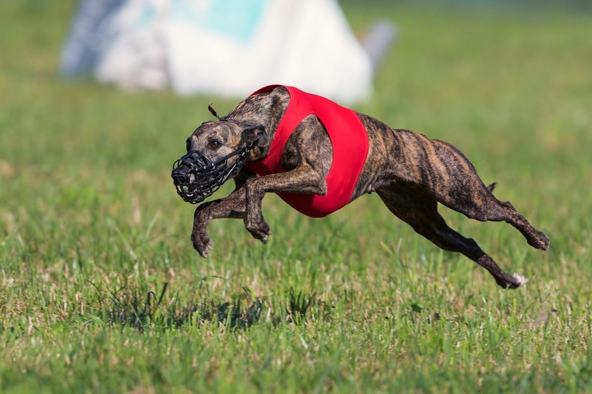 CH. Naïki-lee of the Moon