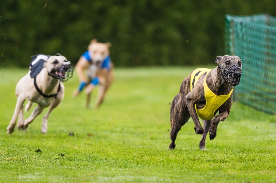 CH. Naïki-lee of the Moon