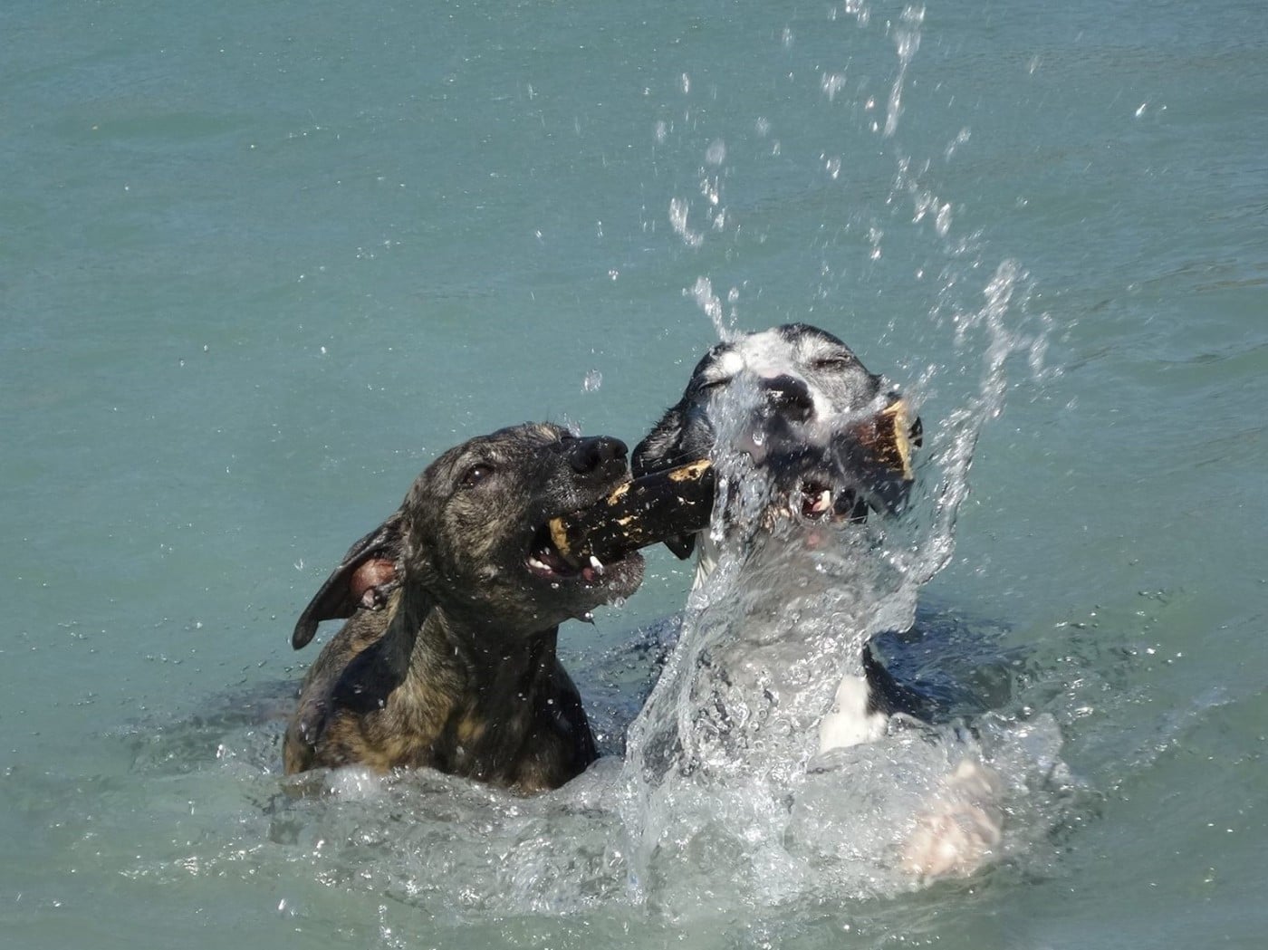 CH. Naïki-lee of the Moon