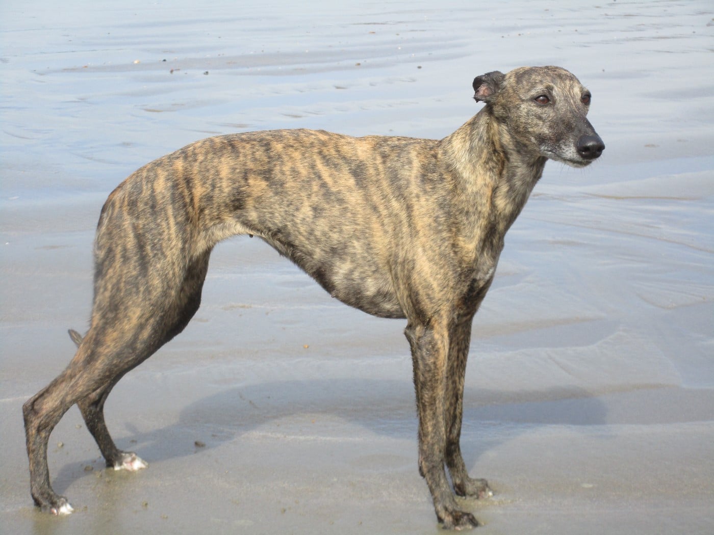 CH. Naïki-lee of the Moon