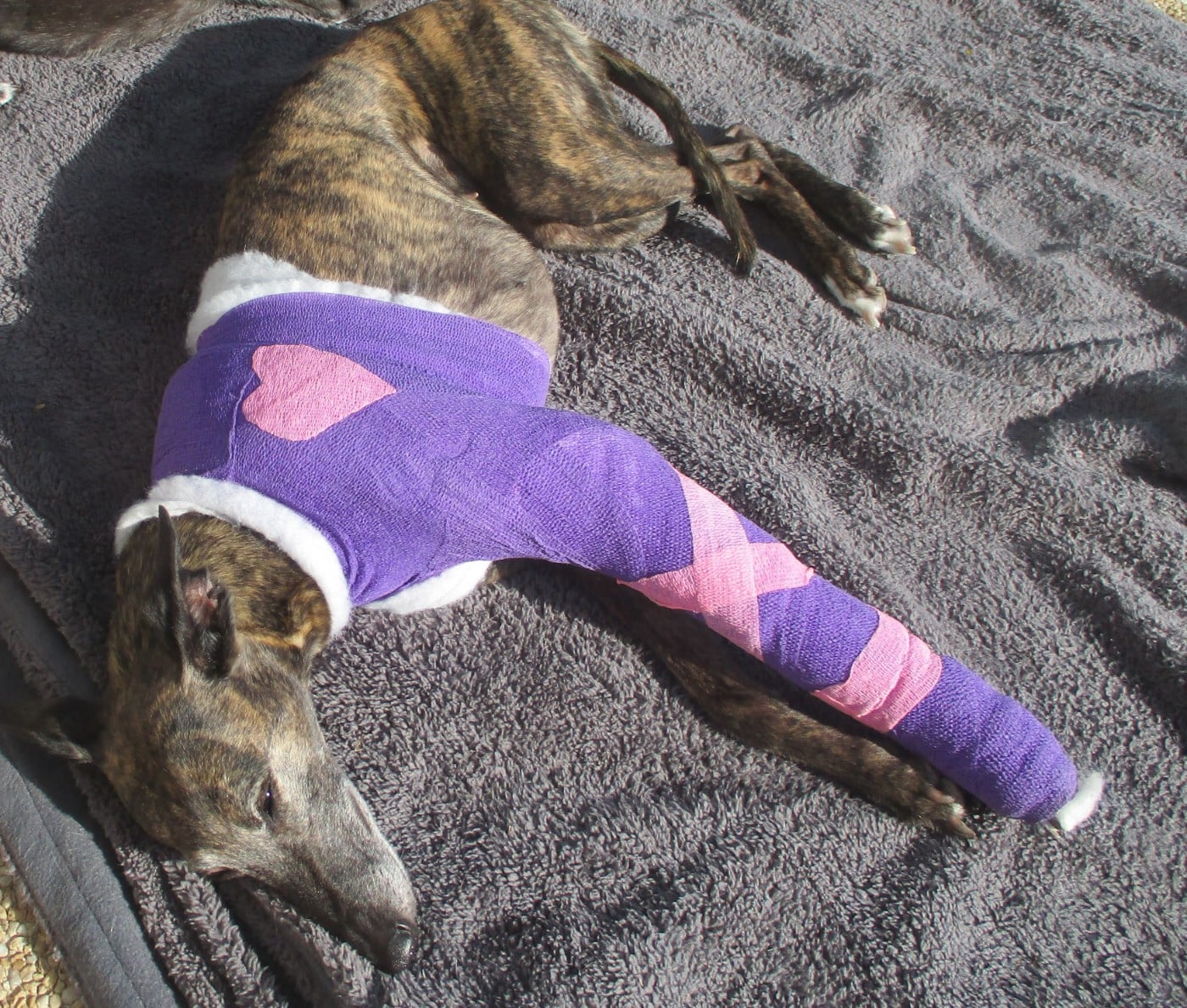 CH. Naïki-lee of the Moon