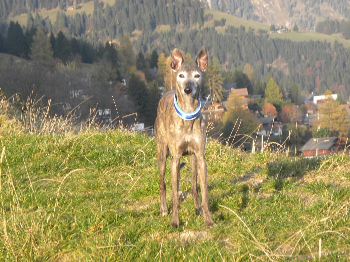 CH. Naïki-lee of the Moon