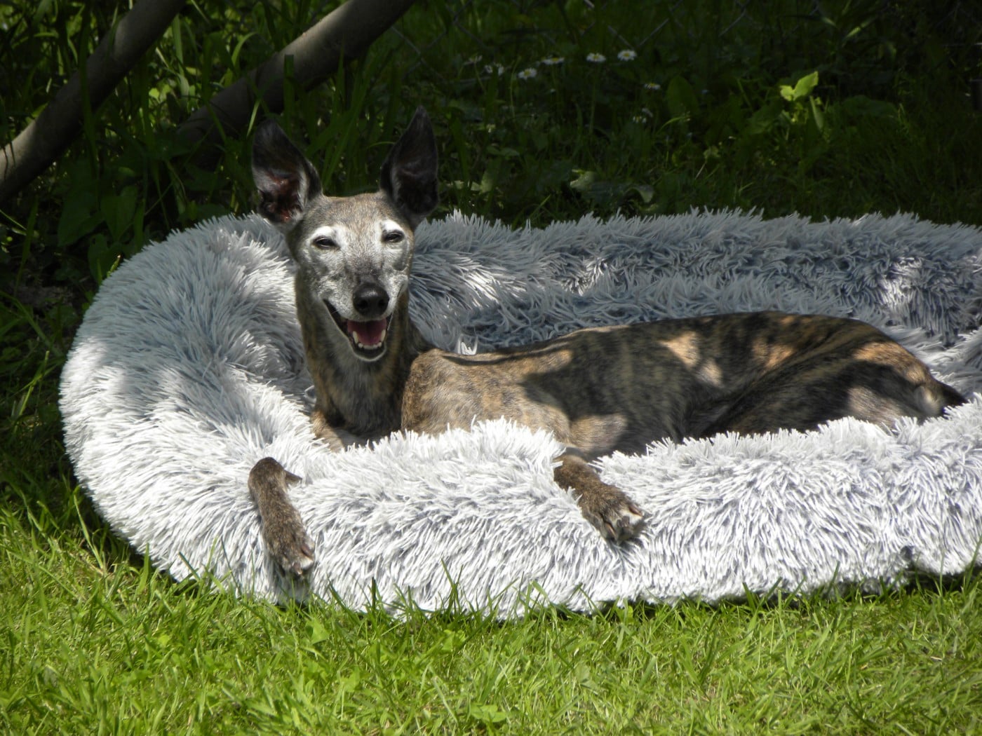 CH. Naïki-lee of the Moon