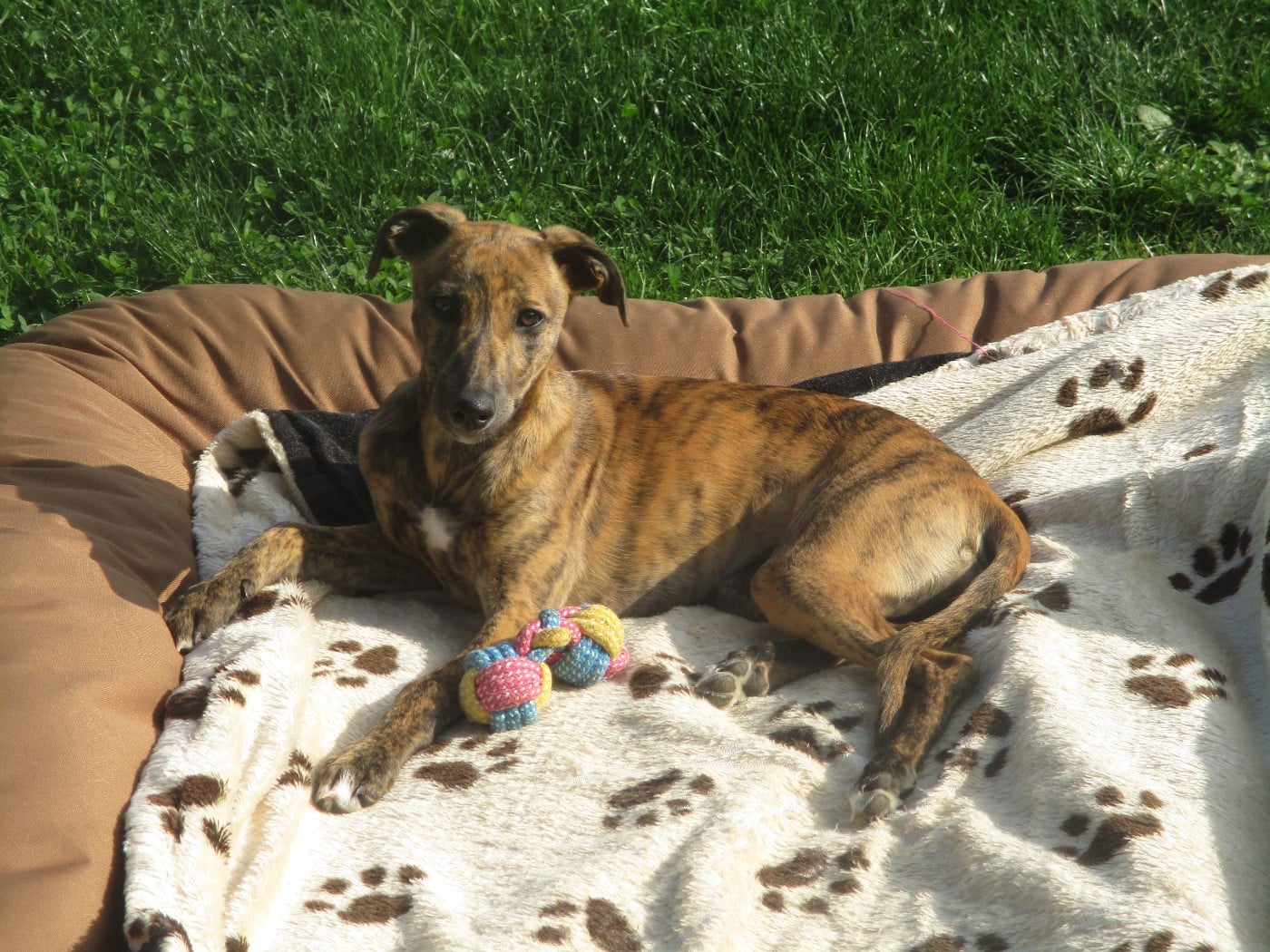 CH. Sharleen ulton of the Moon