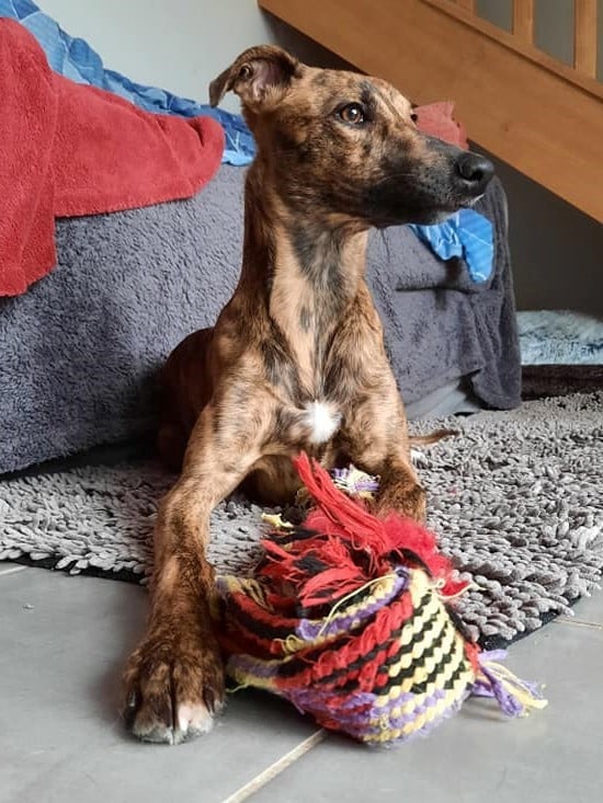 CH. Sharleen ulton of the Moon