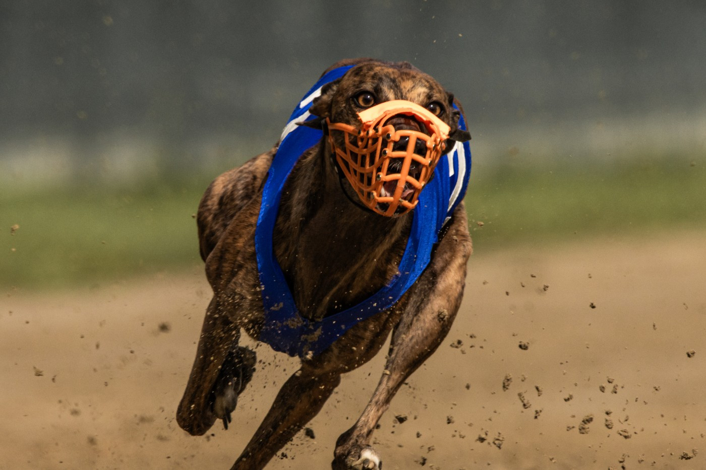 CH. Sharleen ulton of the Moon