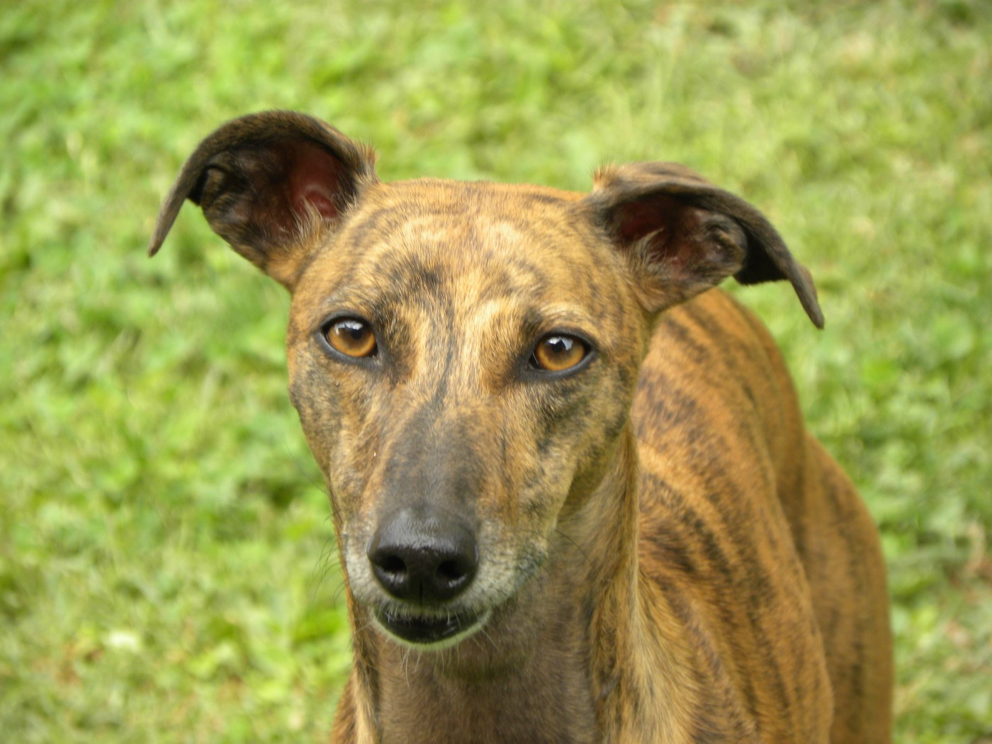 CH. Sharleen ulton of the Moon