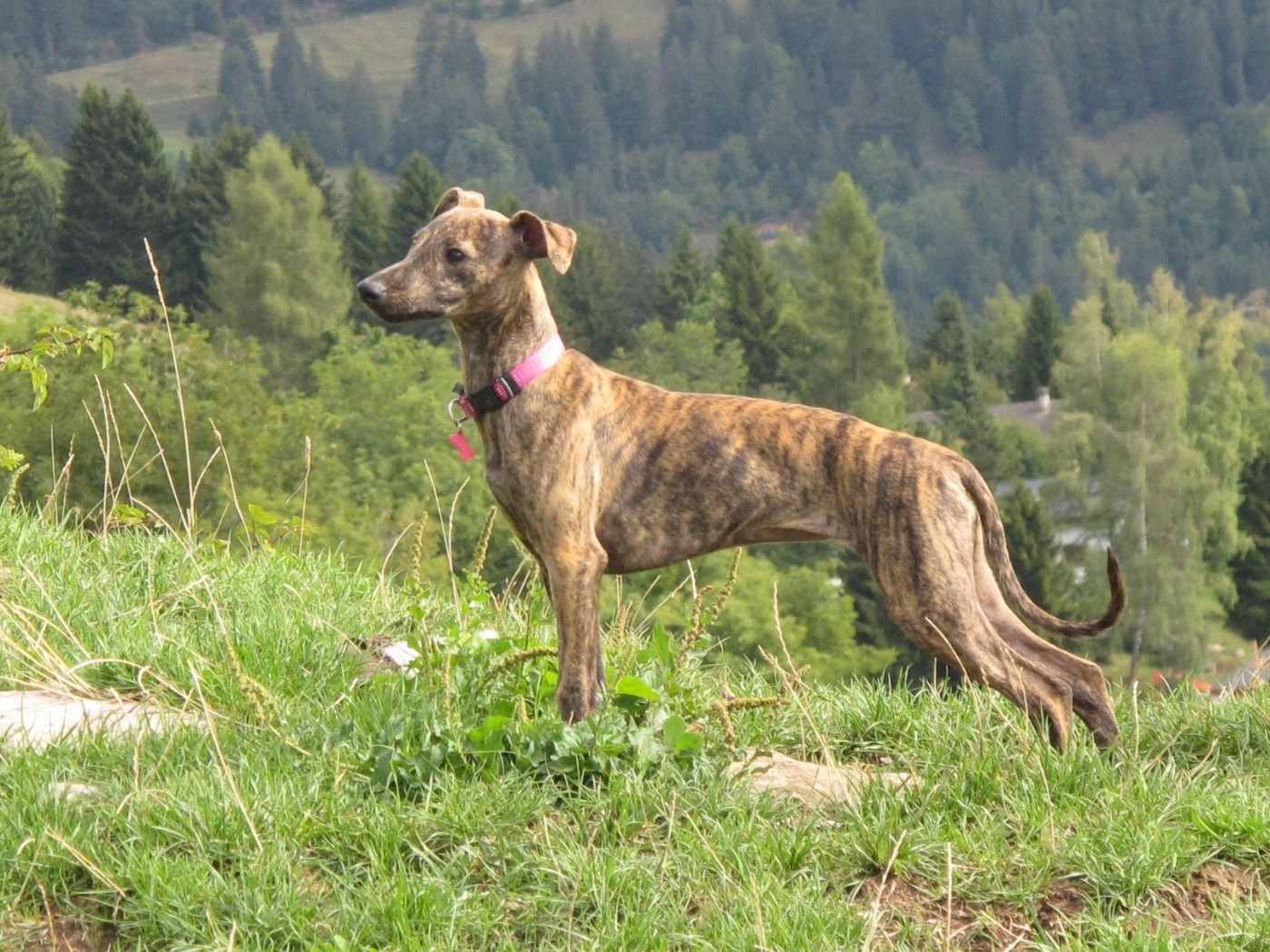 CH. Thai thai vai of the Moon