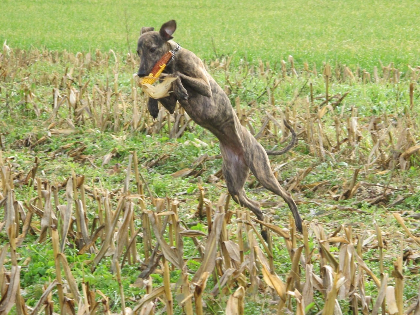 CH. Thai thai vai of the Moon