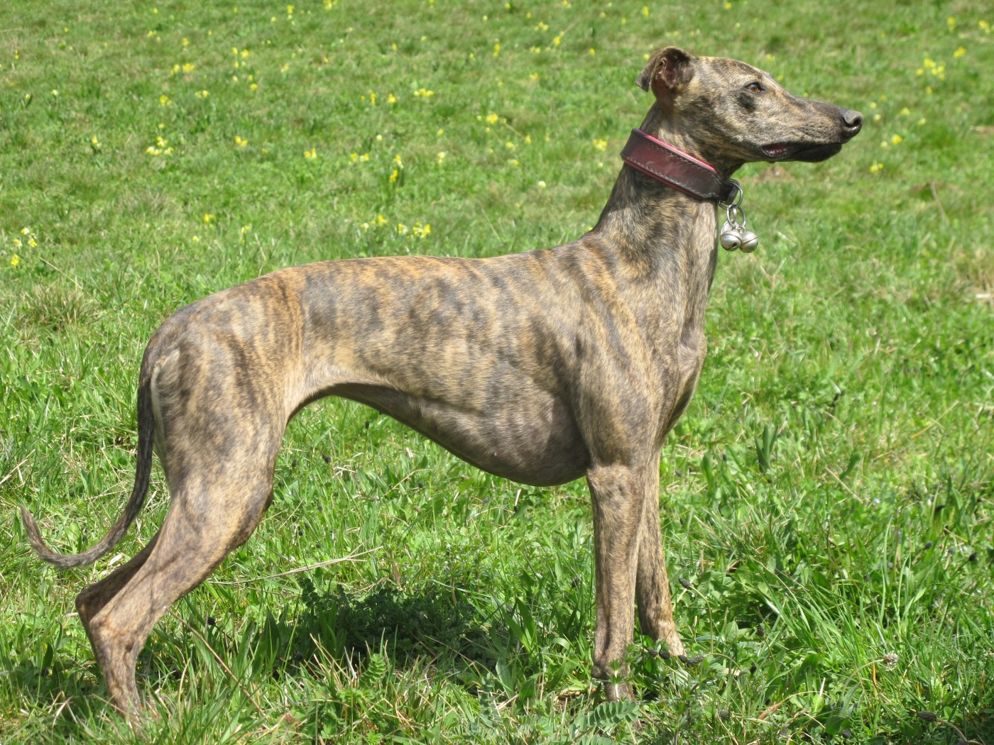 CH. Thai thai vai of the Moon