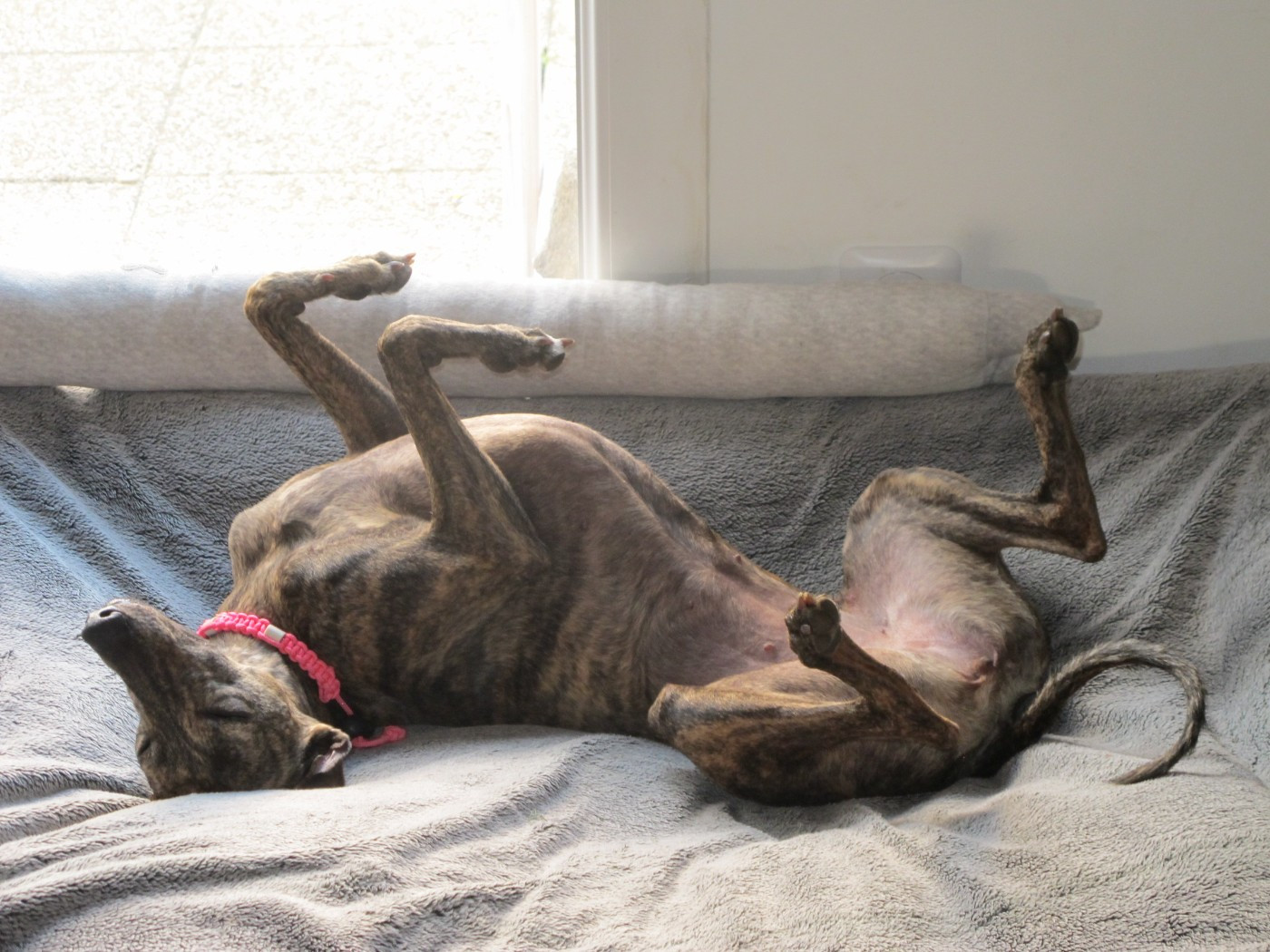 CH. Thai thai vai of the Moon