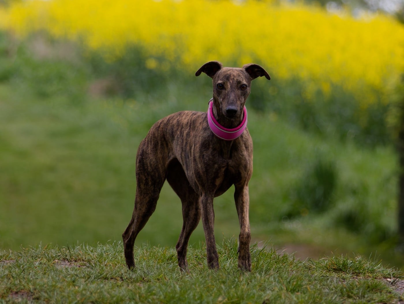 CH. Thai thai vai of the Moon