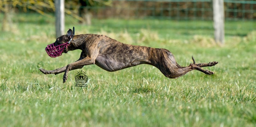 CH. Thai thai vai of the Moon