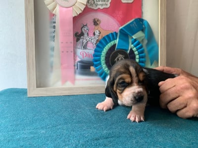 Les chiots de Basset Hound