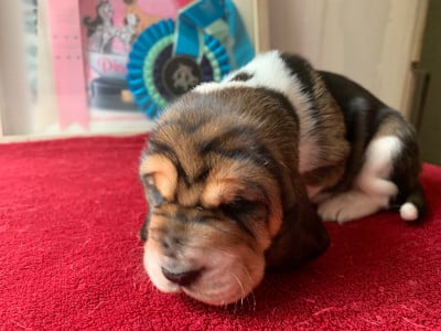 Les chiots de Basset Hound