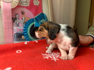 Les chiots de Basset Hound