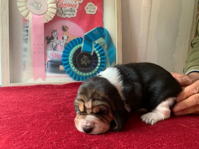 Les chiots de Basset Hound