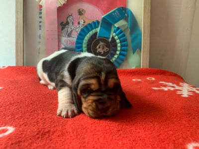 Les chiots de Basset Hound