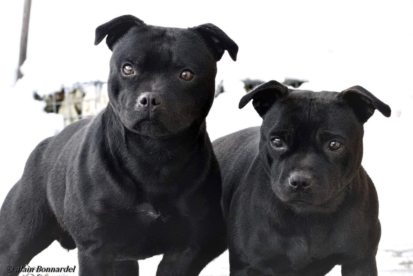 Staffordshire Bull Terrier - Of Dark Lands