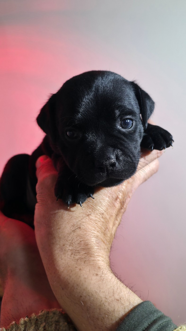CHIOT 4