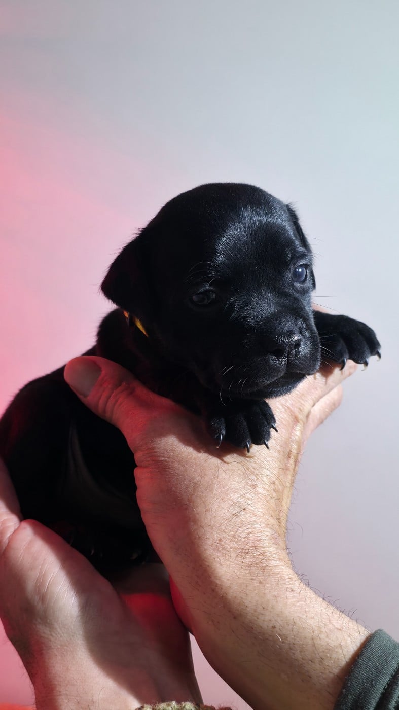 CHIOT 4